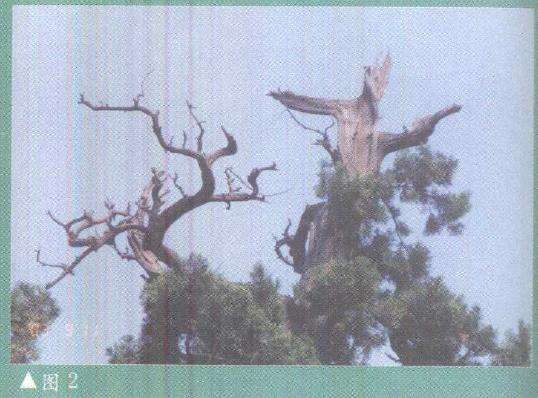 图解 柏树盆景雕刻时的锯截断面怎么处理