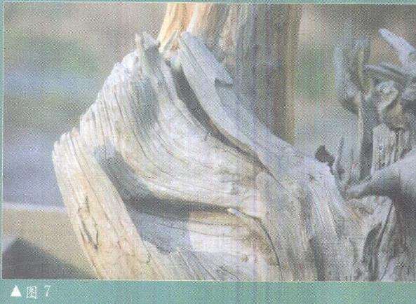 图解 柏树盆景雕刻时的锯截断面怎么处理