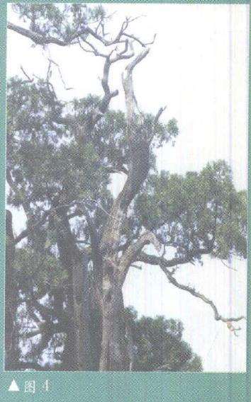 图解 柏树盆景雕刻时的锯截断面怎么处理