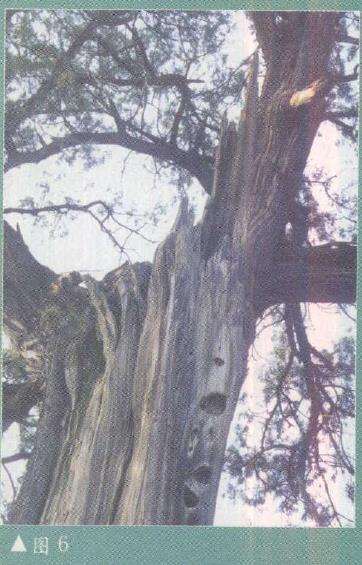 图解 柏树盆景雕刻时的锯截断面怎么处理