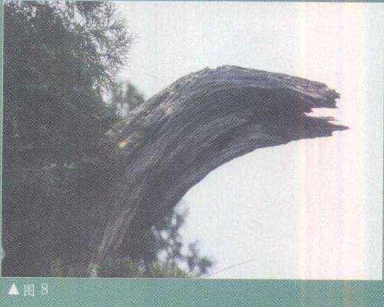 图解 柏树盆景雕刻时的锯截断面怎么处理