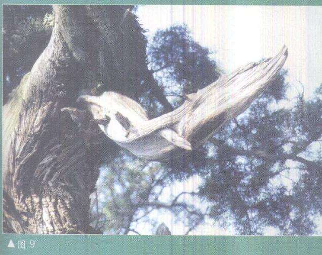 图解 柏树盆景雕刻时的锯截断面怎么处理