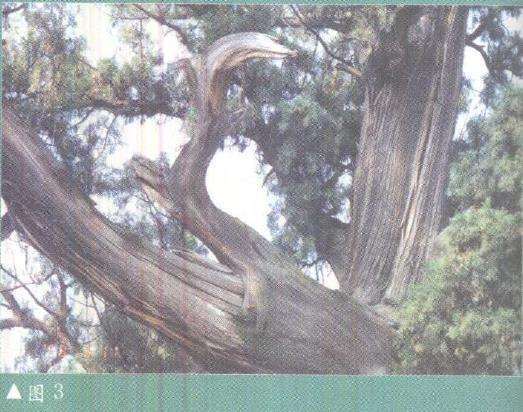 图解 柏树盆景雕刻时的锯截断面怎么处理