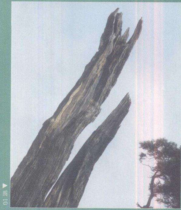 图解 柏树盆景雕刻时的锯截断面怎么处理