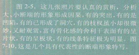 图解 柏树盆景雕刻时的锯截断面怎么处理