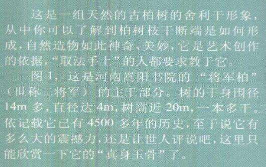 图解 柏树盆景雕刻时的锯截断面怎么处理