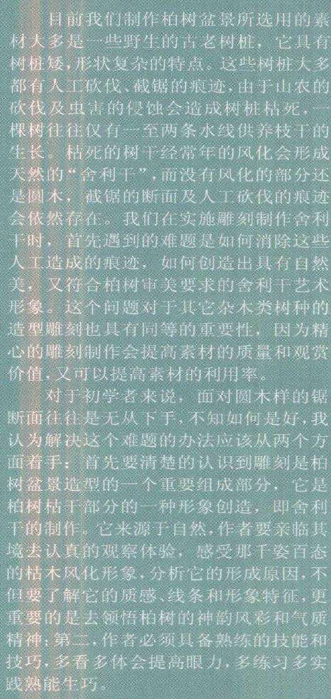 图解 柏树盆景雕刻时的锯截断面怎么处理