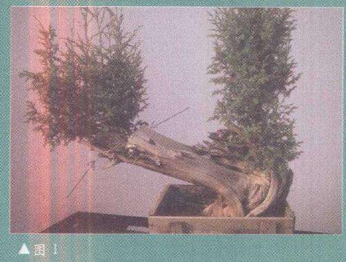 图解 柏树盆景雕刻时的锯截断面怎么处理