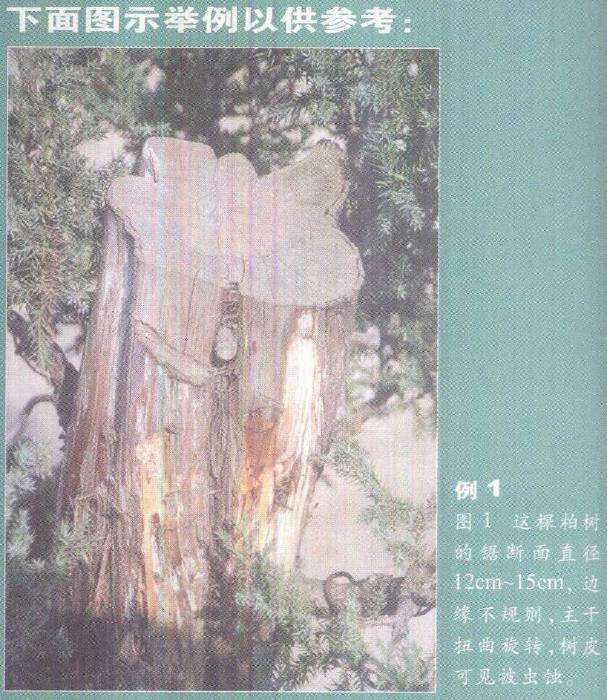 图解 柏树盆景雕刻时的锯截断面怎么处理