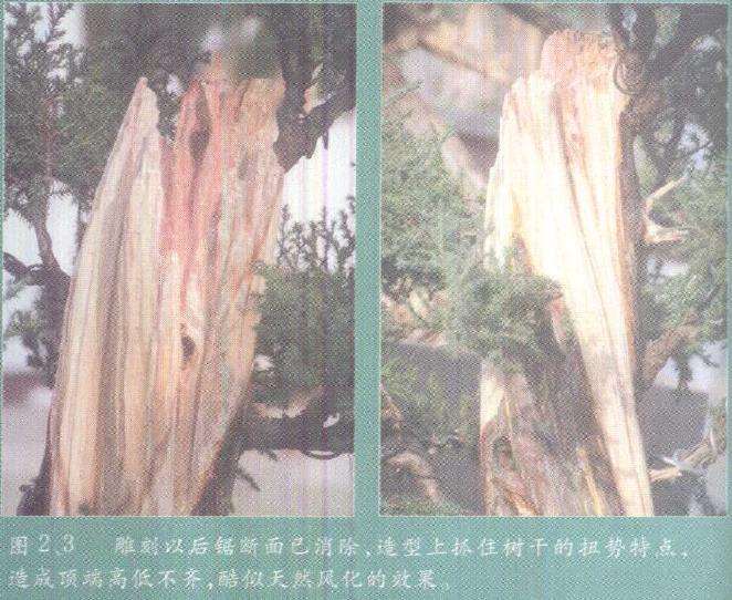 图解 柏树盆景雕刻时的锯截断面怎么处理