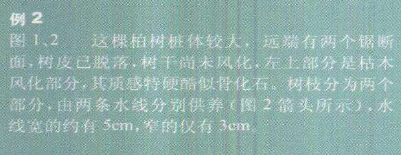 图解 柏树盆景雕刻时的锯截断面怎么处理