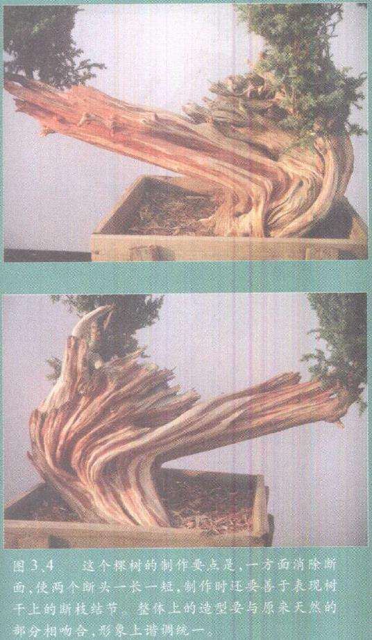 图解 柏树盆景雕刻时的锯截断面怎么处理