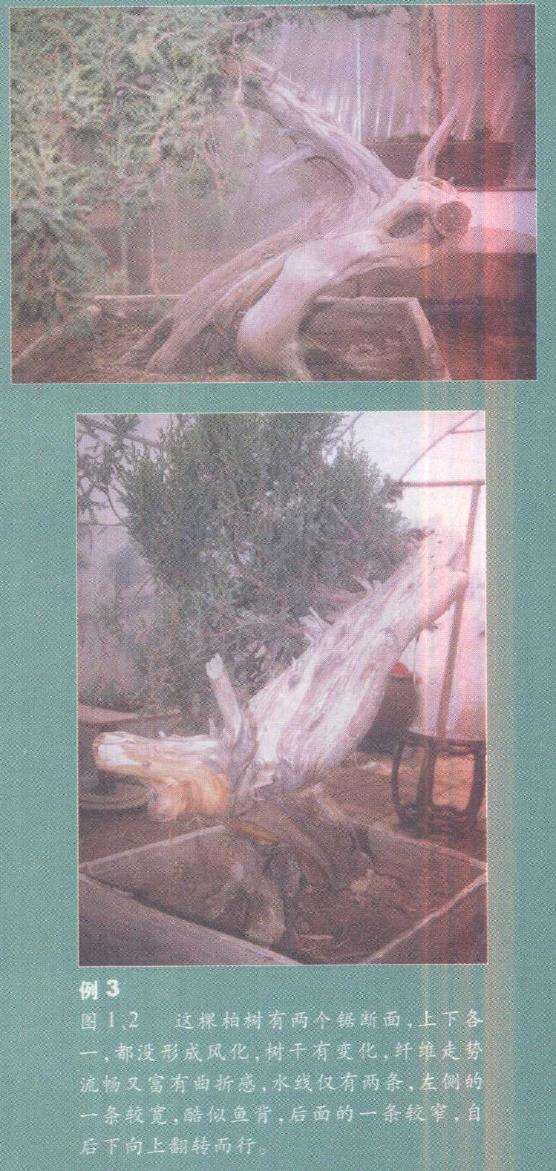 图解 柏树盆景雕刻时的锯截断面怎么处理