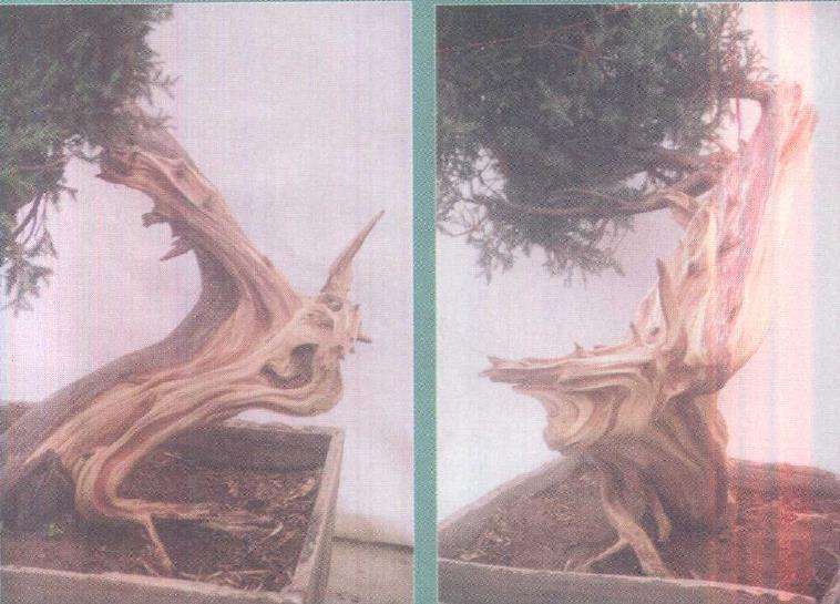 图解 柏树盆景雕刻时的锯截断面怎么处理