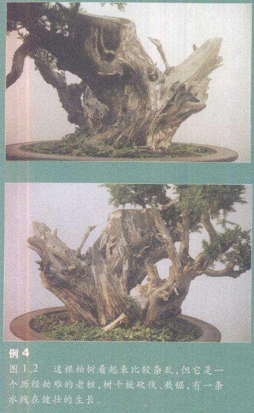 图解 柏树盆景雕刻时的锯截断面怎么处理