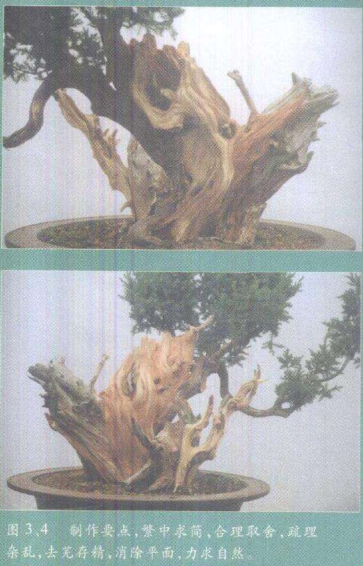 图解 柏树盆景雕刻时的锯截断面怎么处理