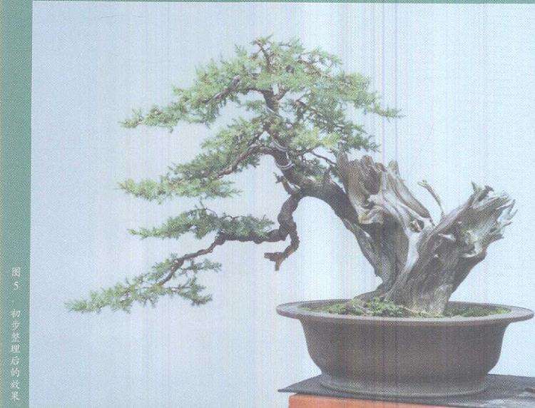 图解 柏树盆景雕刻时的锯截断面怎么处理