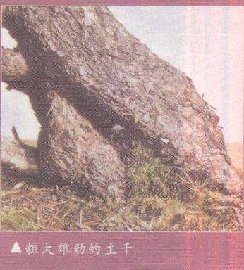 图解 欧洲山松盆景怎么初次造型的23个步骤