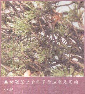 图解 欧洲山松盆景怎么初次造型的23个步骤