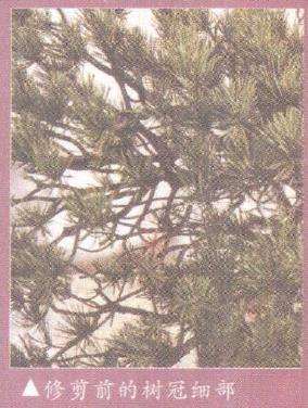 图解 欧洲山松盆景怎么初次造型的23个步骤