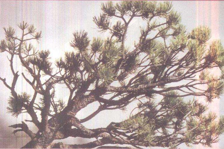 图解 欧洲山松盆景怎么初次造型的23个步骤