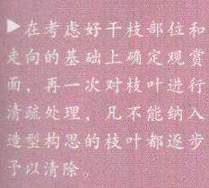 图解 欧洲山松盆景怎么初次造型的23个步骤