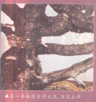 图解 欧洲山松盆景怎么初次造型的23个步骤