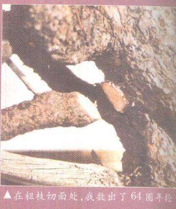 图解 欧洲山松盆景怎么初次造型的23个步骤