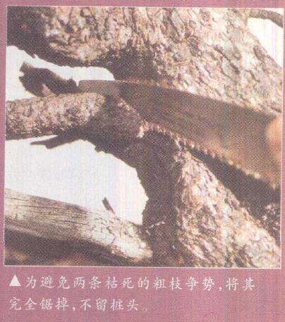 图解 欧洲山松盆景怎么初次造型的23个步骤