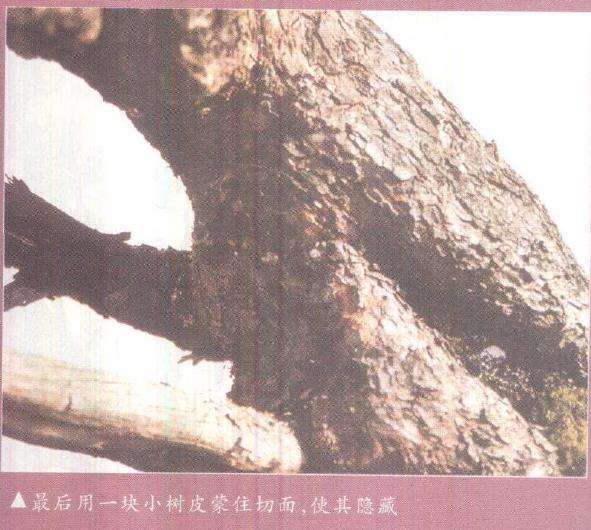 图解 欧洲山松盆景怎么初次造型的23个步骤