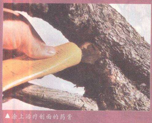 图解 欧洲山松盆景怎么初次造型的23个步骤