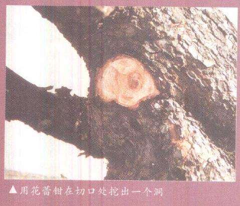 图解 欧洲山松盆景怎么初次造型的23个步骤