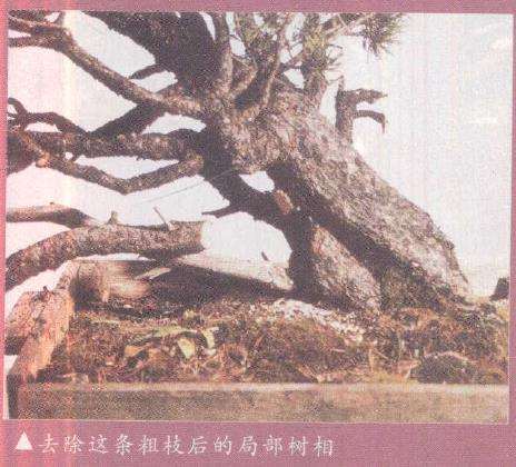 图解 欧洲山松盆景怎么初次造型的23个步骤