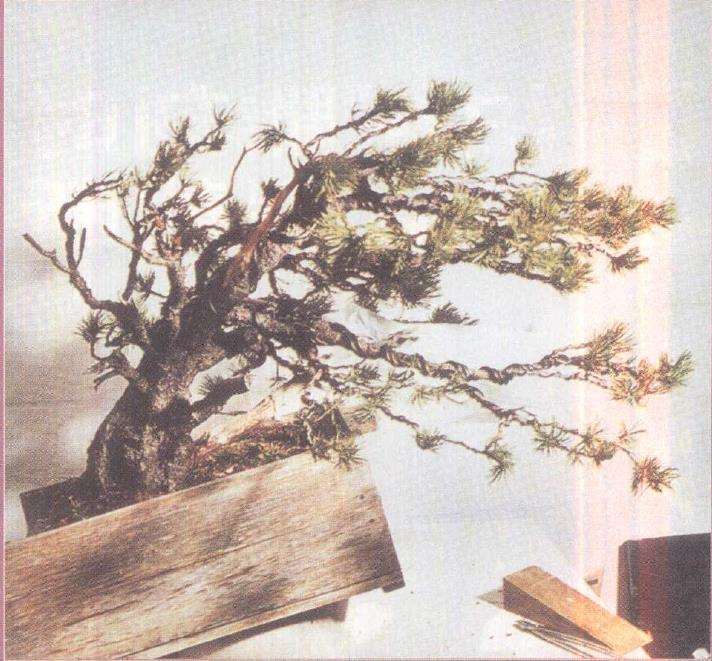 图解 欧洲山松盆景怎么初次造型的23个步骤