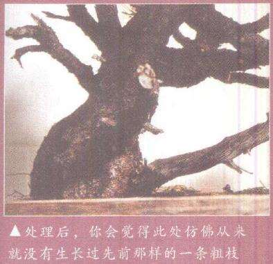 图解 欧洲山松盆景怎么初次造型的23个步骤