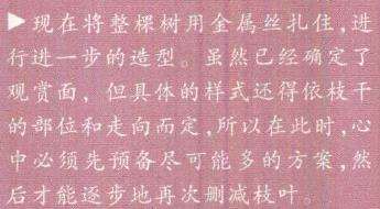 图解 欧洲山松盆景怎么初次造型的23个步骤