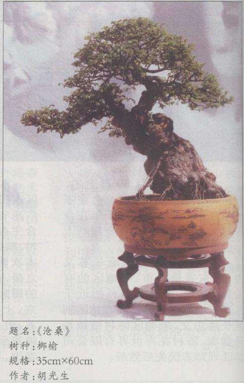 安徽胡光生先生的私家盆景庭院