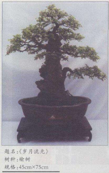 安徽胡光生先生的私家盆景庭院