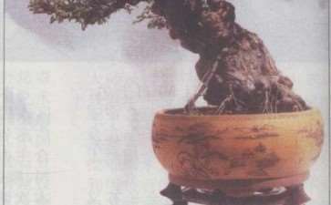 安徽胡光生先生的私家盆景庭院