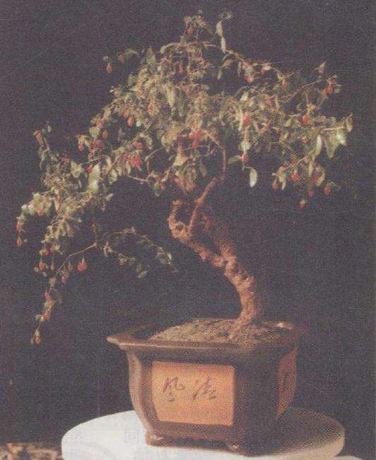 枸杞盆景坐果率低的4个原因