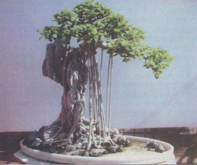 榕树附石盆景怎么设计构图的方法