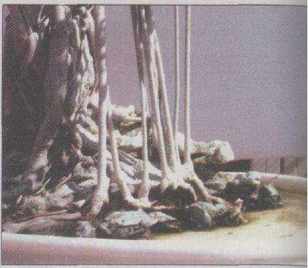 榕树附石盆景怎么设计构图的方法