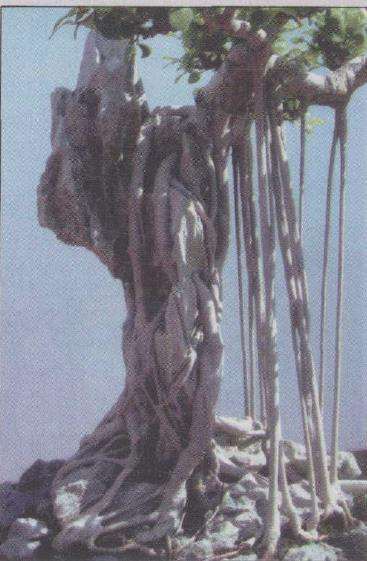 榕树附石盆景怎么设计构图的方法