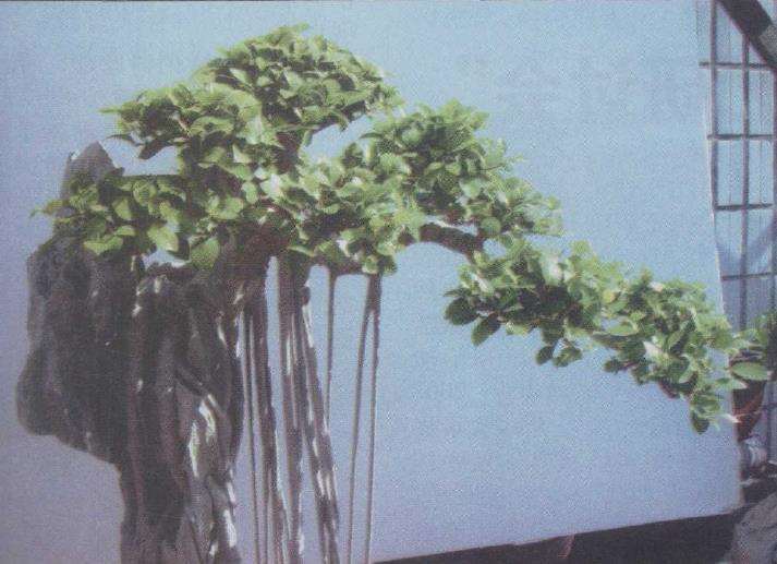 榕树附石盆景怎么设计构图的方法