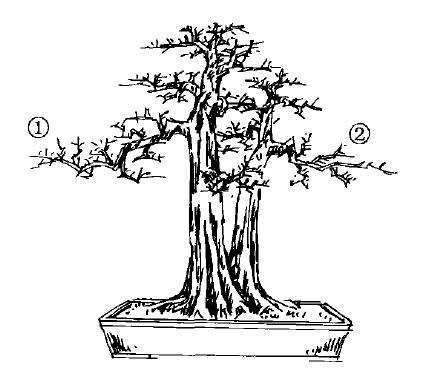 图解 双干大树型盆景怎么造型的7个步骤