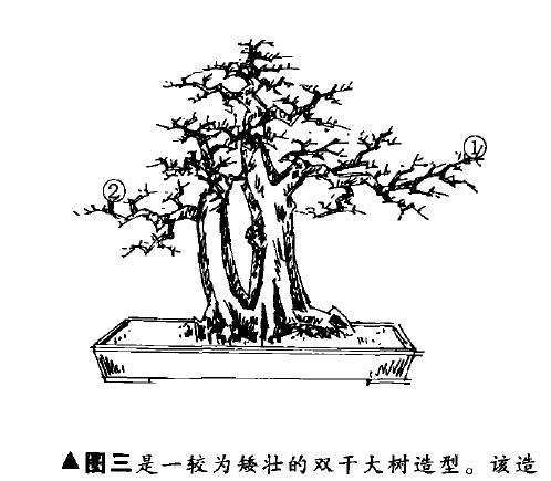 图解 双干大树型盆景怎么造型的7个步骤