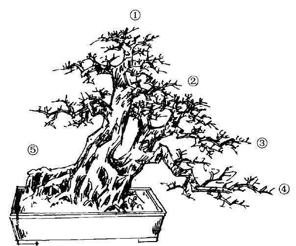 图解 双干大树型盆景怎么造型的7个步骤