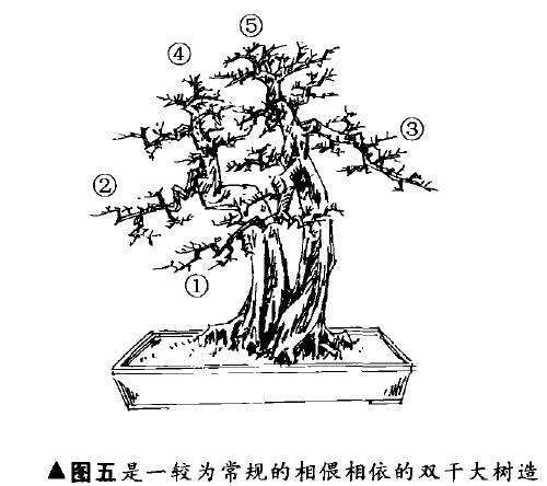 图解 双干大树型盆景怎么造型的7个步骤