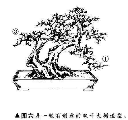 图解 双干大树型盆景怎么造型的7个步骤