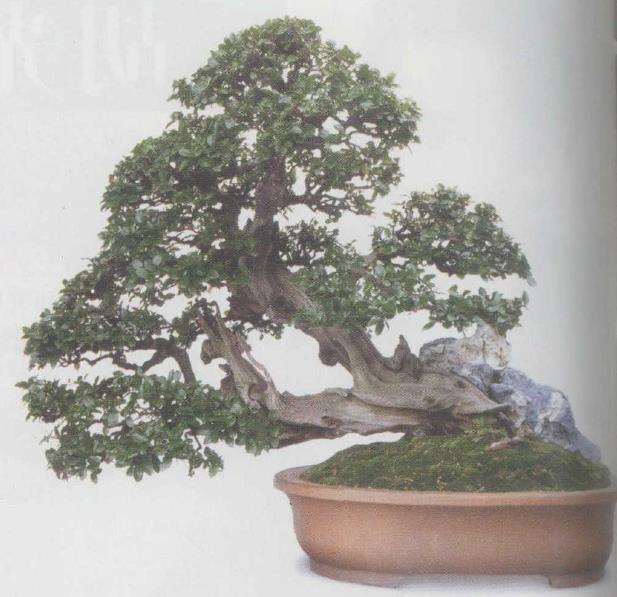 苏州园林是盆景艺术的天地